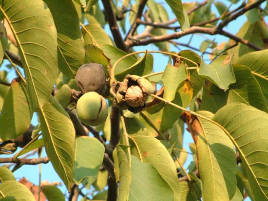  Image name: noce_fru[1].jpg 
 width: 550 pixel 
 height: 413 pixel 
 Size: 57376 bytes 
 Click to enlarge 